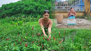 Harvesting chili and bamboo shoots and then salting them is delicious. Then it sold out very quickly