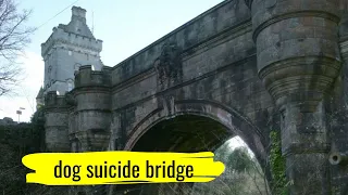 The Bridge In Scotland That Makes Dogs Kill Themselves Explained