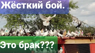 Бойные голуби игра(Бой),что Брак?Fight pigeons game (Fight), what is Marriage?