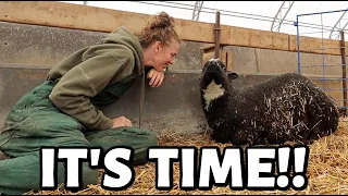 I'm a SHEEP GRANDMA!!!   ...my most magical lambing experience EVER. | Vlog 701