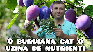 Buruiana bogata in nutrienti esentiali buna la legume pomi fructiferi si aliment