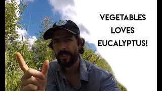 Vegetables Loves Eucalyptus | FOOD FOREST | ALLEY CROPING | AGROFORESTRY PRACTICES