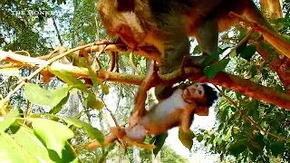 BE CAREFUL!!! BABY MONKEY JAYDEN NEARLY FALL DOWN  FROM TREE | MOM JADE TRIES TO TAKE HER BACK