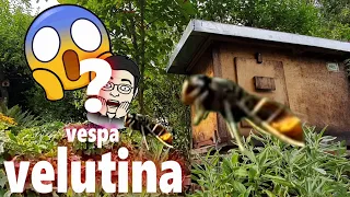 vespa velutina - Der mühsame Versuch eine Invasion abzuwehren