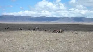 Büffel zum Frühstück - Ngorongoro Crater