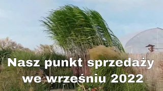 Nasz punkt sprzedaży we wrześniu 2022 - byliny i trawy ozdobne