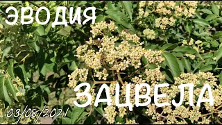 Эводия ЗАЦВЕЛА | Поэтапное цветение Эводии Даниэля | ПчелоСад
