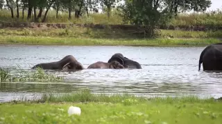 Слоны в Астрахане