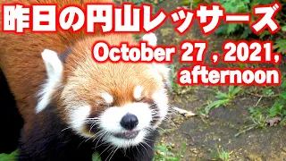 【レッサーパンダ】昨日の円山レッサーズ -午後編-　October 26 , 2021 , afternoon　Red Pandas at Maruyama Zoo