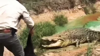 Я покажу кормление крокодилов