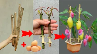 How to propagate mango trees with just chicken eggs is super simple and easy to succeed
