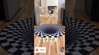 Dogs funny reaction to entering optical illusion rug! #shorts #short #youtubeshorts #viral #dog