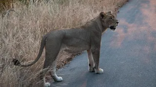 A week in the Kruger Park in a Jetstream Teardrop Trailer- HD 720p