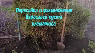 Пересадка и размножение взрослого клематиса