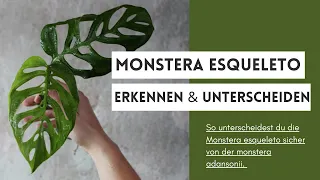So unterscheidest du die Monstera 'Esqueleto' /epipremnoides sicher von der Monstera adansonii