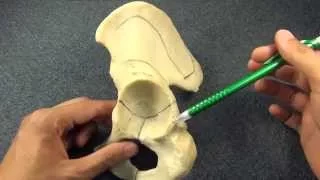 Os Coxae Anatomy and Osteology