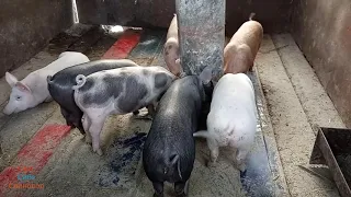 С чего начать свиноводство. С откорма свиней или свиноматок? Бизнес план на разведение свиней!!!