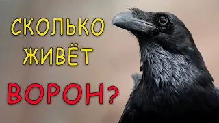 Сколько лет на самом деле живёт ворон?