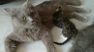 Kind Foster Mother Adopting Another Orphan Kitten And Feeding Milk To Him Rescue Kitten Is Happy