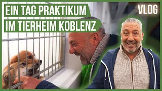 Ich mache Praktikum im Tierheim Koblenz! 🤗 Tierschutzhunde, Katzen uvm. #Vlog