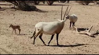 ראם לבן נולד בשמורת הטבע חי בר יוטבתה