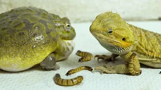 Giant African Bullfrog With Bearded Dragon! Warning live feeding