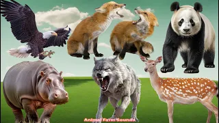 A Compilation of Amazing Animal Sounds and Videos: Fox, Wolf, Panda, Moose, Eagle, Hippopotamus....