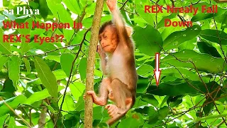 OMG! Baby REX Nearly Fall Down From High Tree, What Happen On REX'S Eyes? He Very Hard Open, So Pity