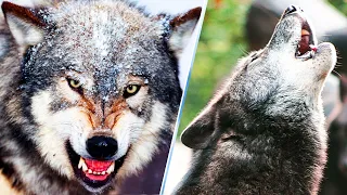 20 Amazing Facts About Gray Wolves