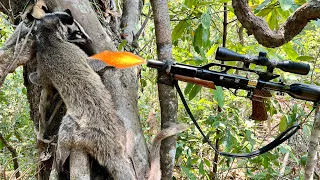 Hunting_ New strategy for hunting civet you can try this #hunting #civetcat