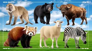 Amazing Familiar Animals Playing Sound: Baboon, Bear, Bison, Red Panda, Sheep, Zebra - Animal Moment