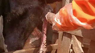 manual removal of retained placenta in a Friesian cow