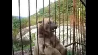 Вот что такое настоящий русский медведь
