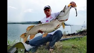 Щука в июле. Бигбейты, Бульдоги XBaits Bullty. Lizzard X 710MH. +Джиг.