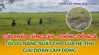 BVN - GIẢI PHÁP CỨNG CÂY - CHỐNG ĐỔ NGÃ - TỐI ƯU NĂNG SUẤT CHO LÚA HÈ THU GIAI ĐOẠN LÀM ĐÒNG