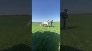 Releasing the stud to his mares at the ranch.