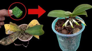 You will be amazed at the magic it creates to instantly revive a rotting orchid | Only use aloe vera