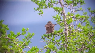 Tankatara Warbler