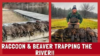 Raccoon & Beaver Trapping The River