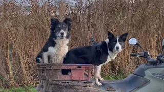 Two amazing border collies herding sheep