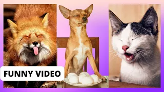 Hilarious Cats and Dogs Comedy Bonanza 😂🐱🐶 - Prepare for Non-Stop Laughter!😂🤣😂