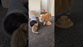 Introducing a new kitten to dogs!