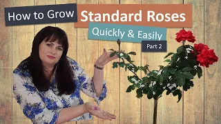 How to grow standard roses quickly and easily: Part 2