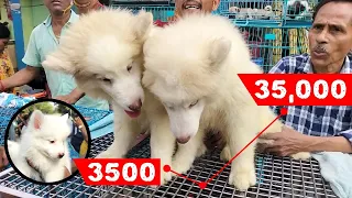 Galiff Street Pet Market Kolkata | Dog Puppy Price Update | Dog | dog market kolkata | Dog Price
