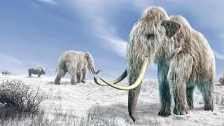 La Verdadera Historia Sobre La Extinción De Los Mamuts Gigantes Lanudos De La Edad De Hielo