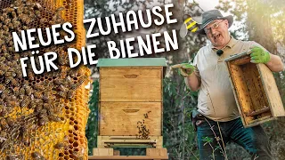Junges Bienenvolk umsiedeln 🐝 - der Weg vom Ableger zum Wirtschaftsvolk