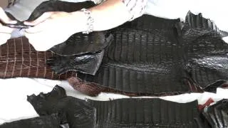 American Alligator and Caiman  Hornback Cross Compare 38-42cm