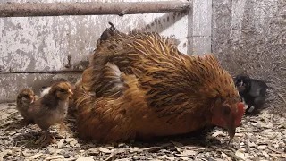 КУРИЦА НАСЕДКА ВЫВЕЛА ЦЫПЛЯТ🐣🐣🐣