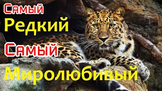 Самая редкая большая кошка — Дальневосточный леопард🐅 Как рычит Амурский барс