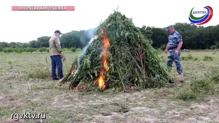 В Самурском лесу уничтожили более 1000 кустов конопли